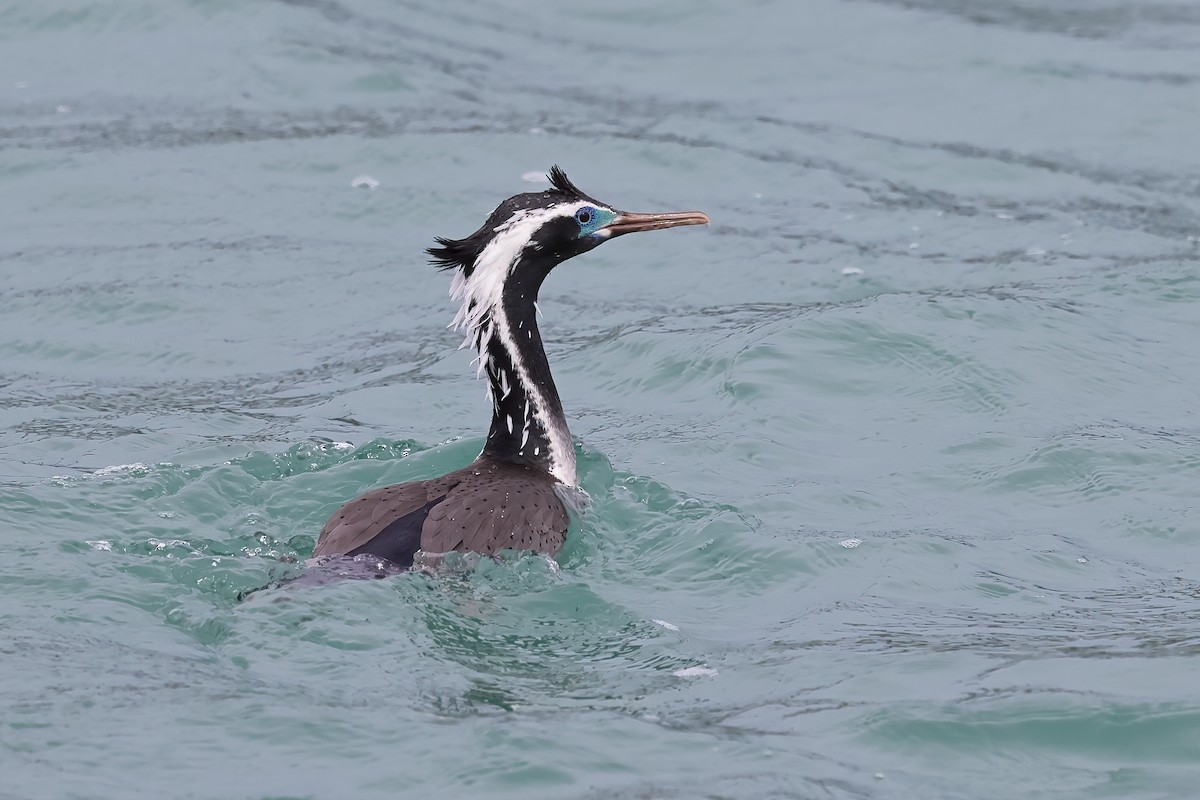 Spotted Shag - ML610017937