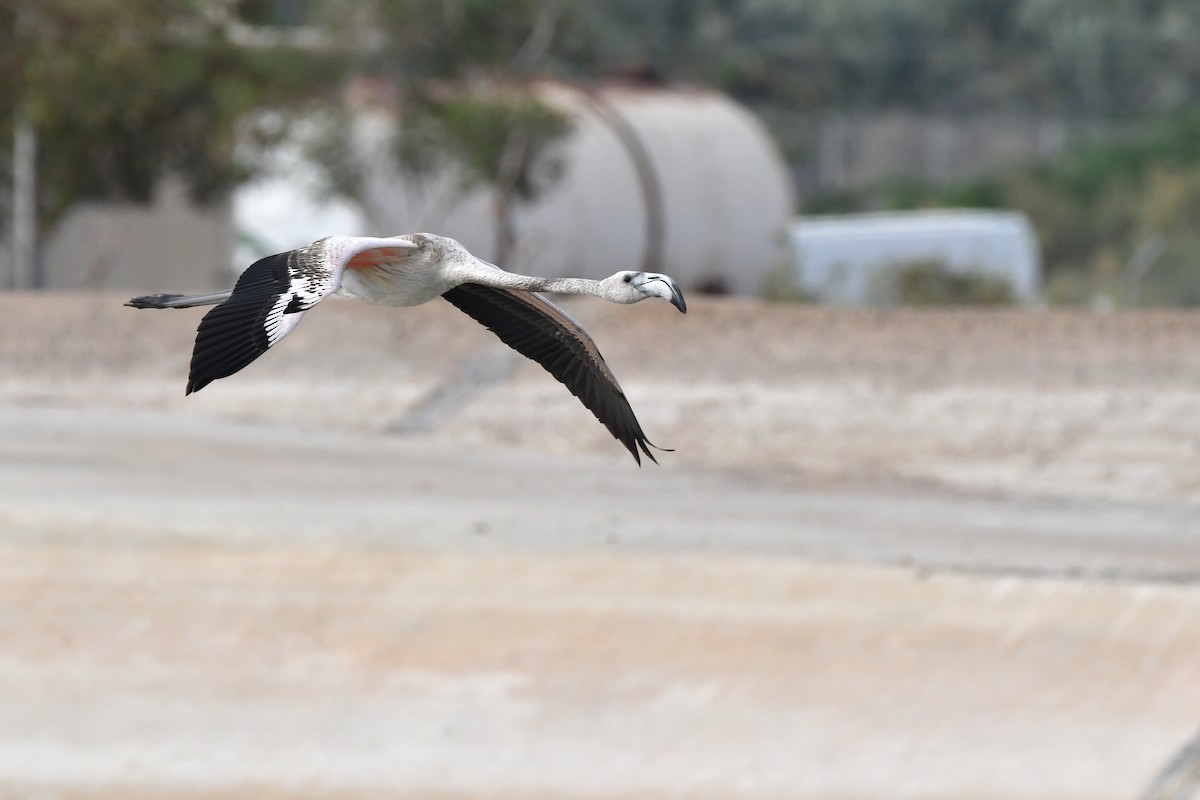 Greater Flamingo - ML610017961