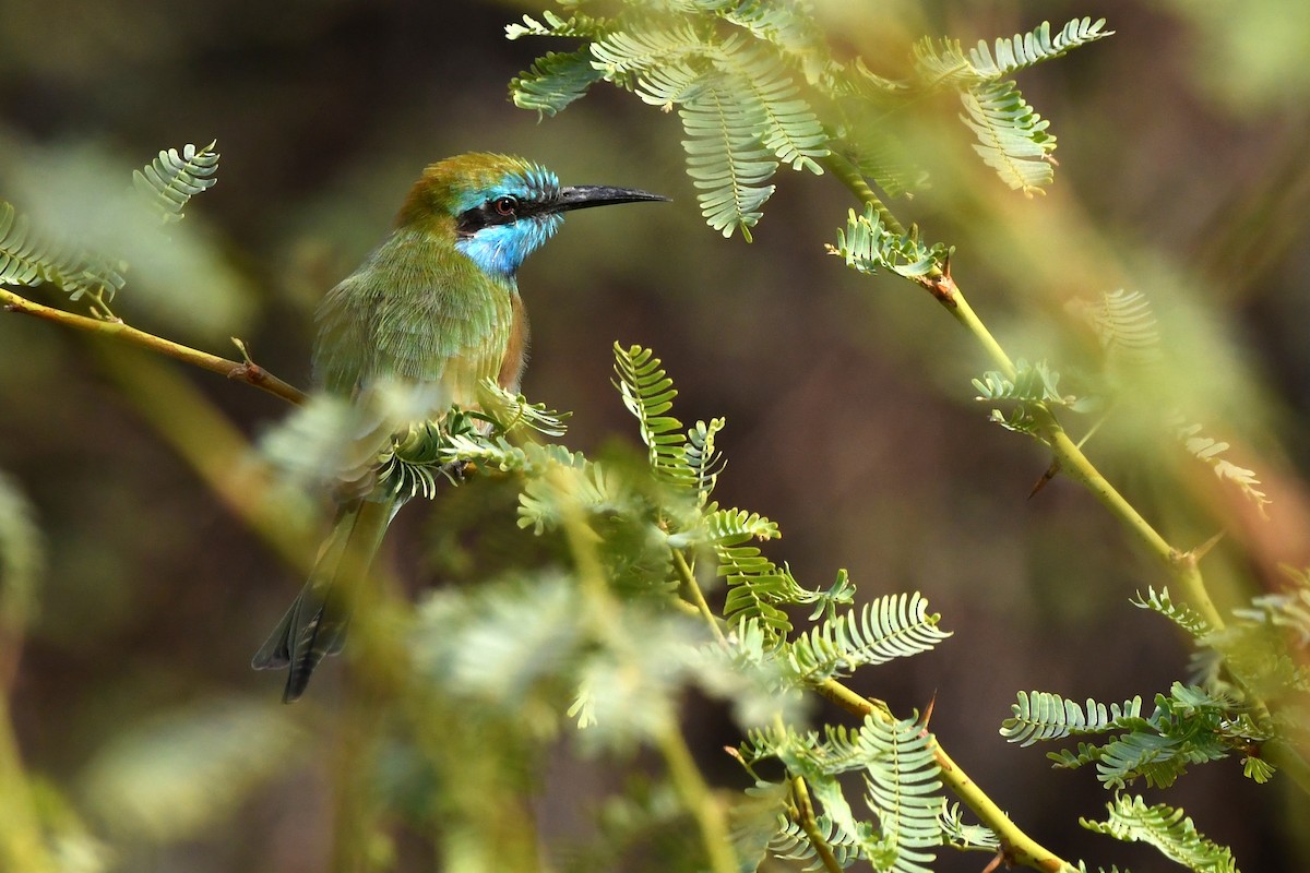 Arabian Green Bee-eater - ML610017969