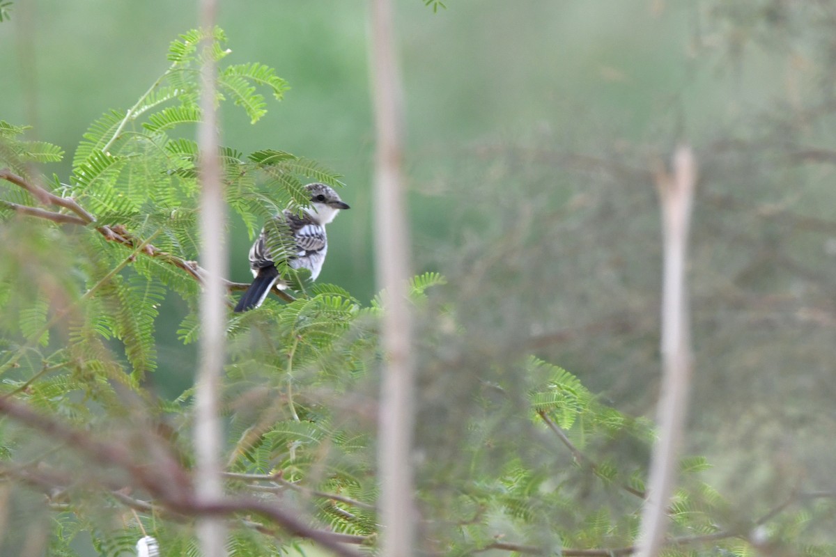 Masked Shrike - ML610017970