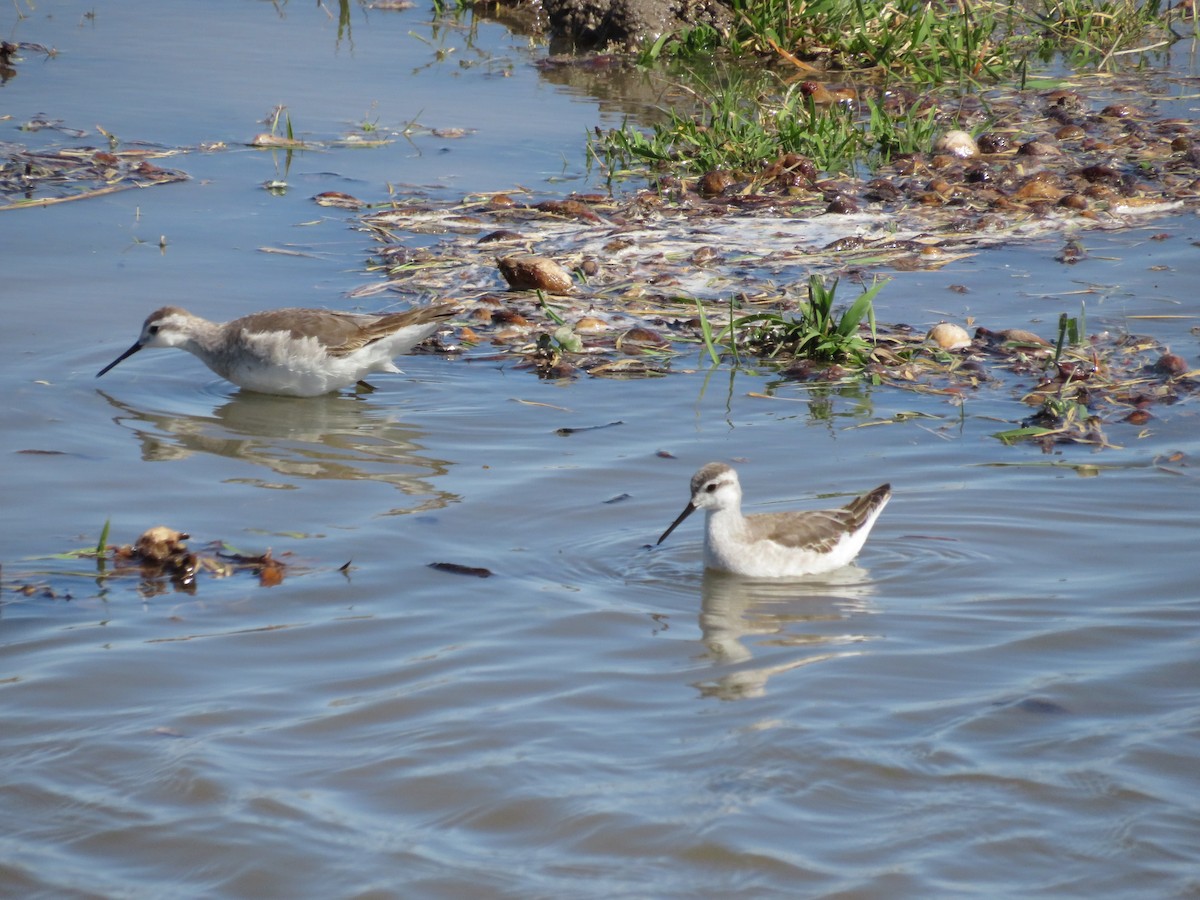 hvithalesvømmesnipe - ML610017991