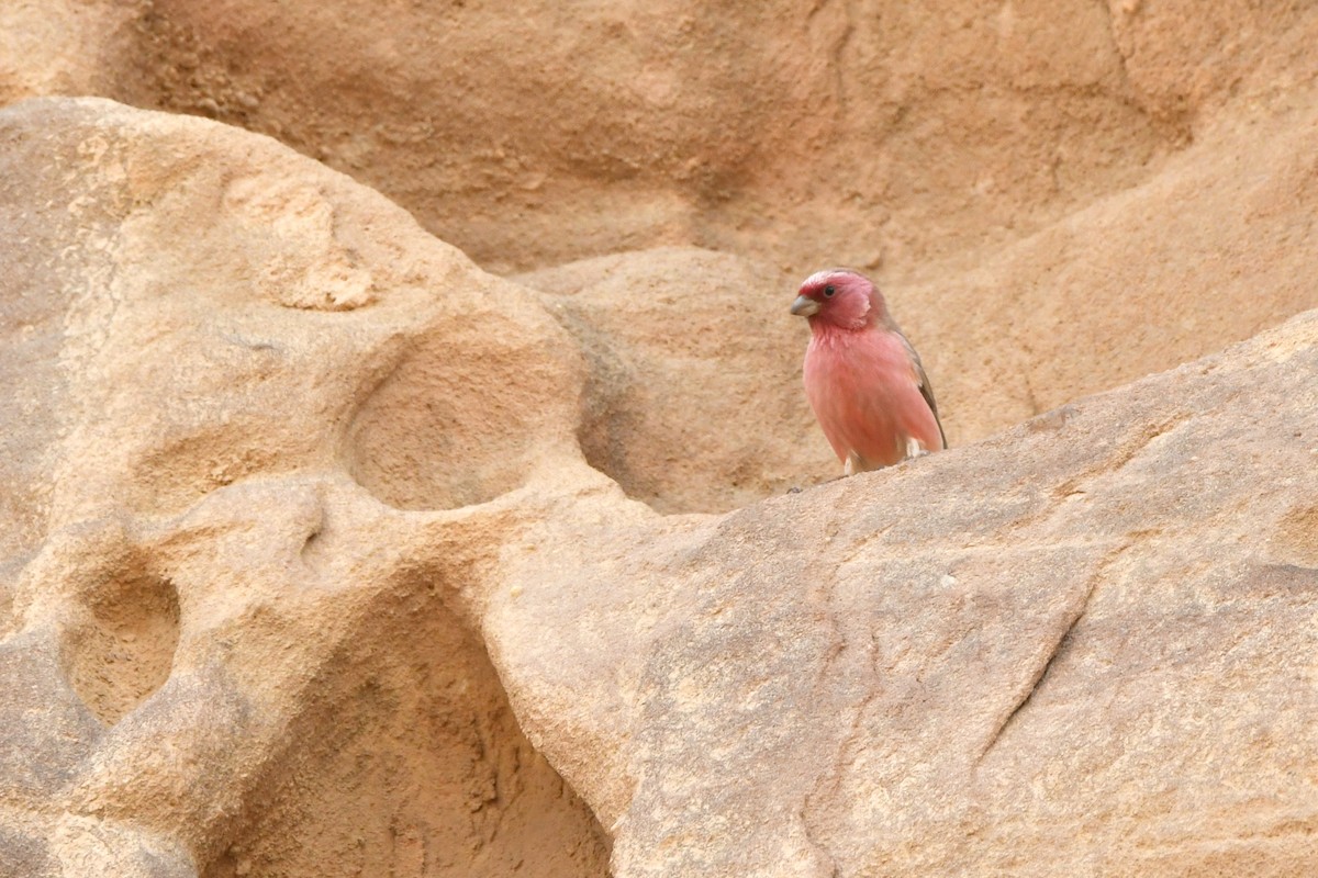 Sinai Rosefinch - ML610017995