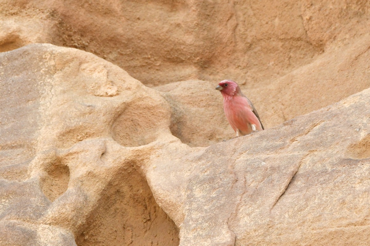 Sinai Rosefinch - ML610017996