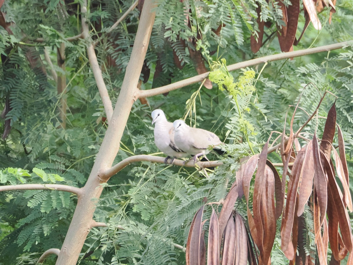 Black-billed Wood-Dove - ML610018056