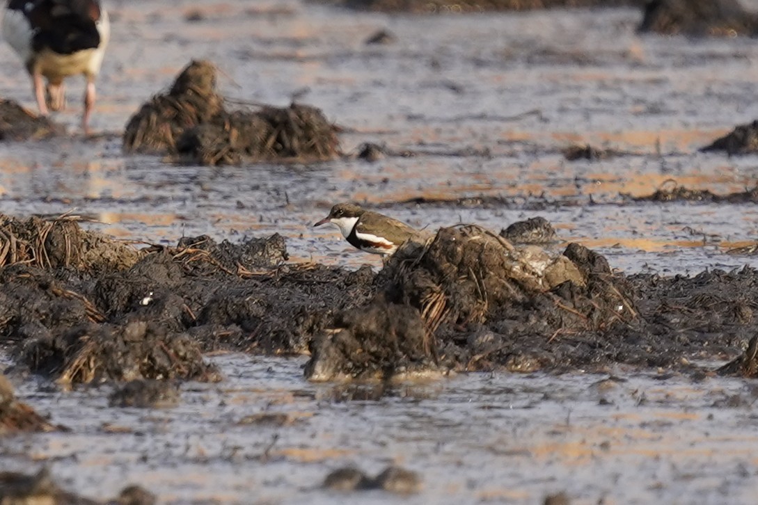 Red-kneed Dotterel - Joshua Moody