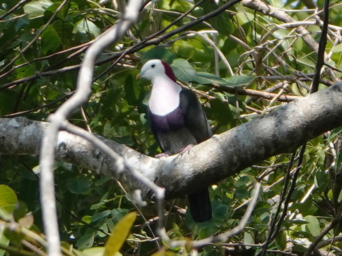 Red-naped Fruit-Dove - ML610018098