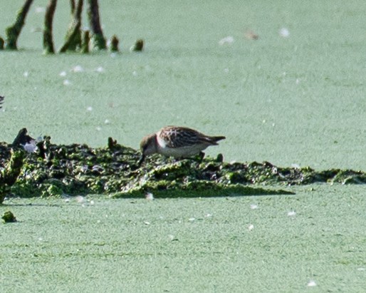 Semipalmated Sandpiper - ML610018256