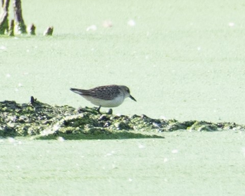 Semipalmated Sandpiper - Martin Tremblay