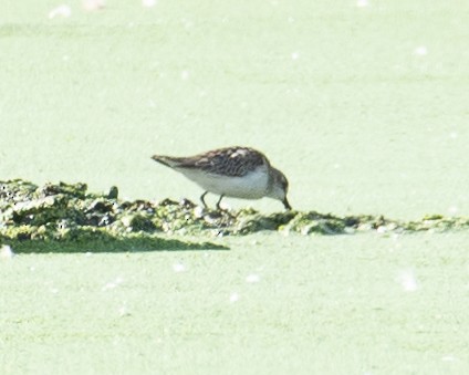 Semipalmated Sandpiper - Martin Tremblay