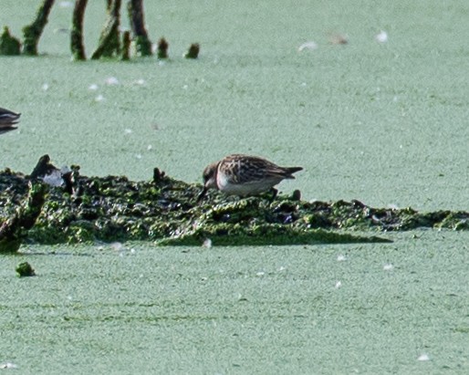 Semipalmated Sandpiper - Martin Tremblay