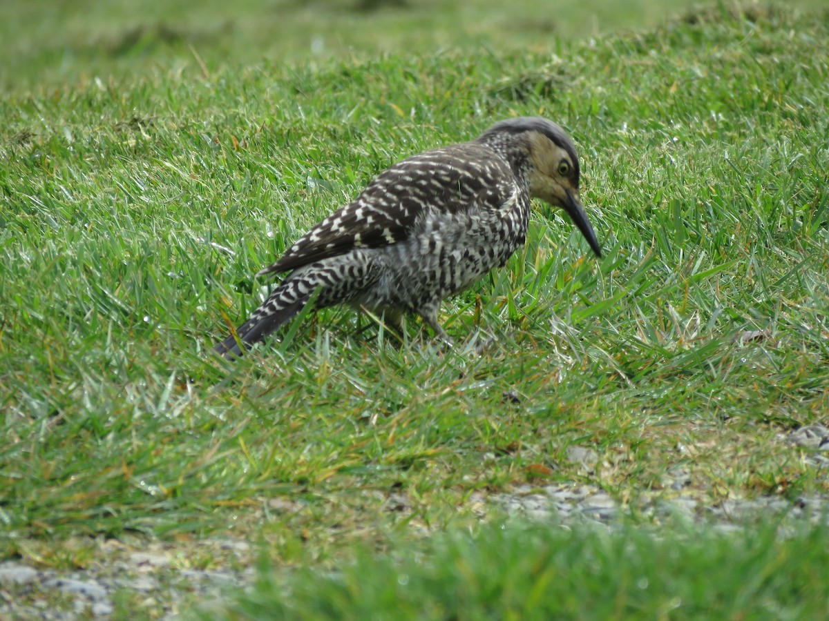 Chilean Flicker - ML610018261