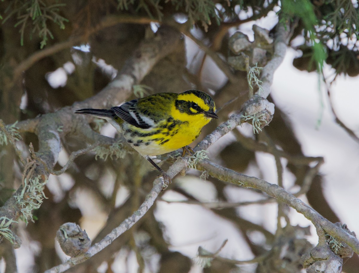 Townsend's Warbler - ML610018270