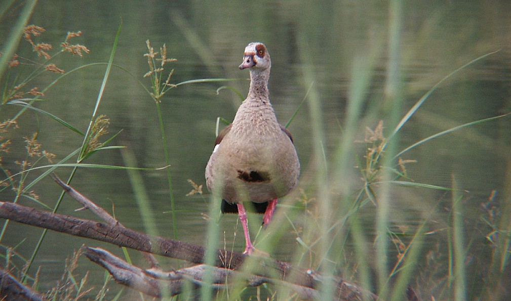 Egyptian Goose - ML610018284