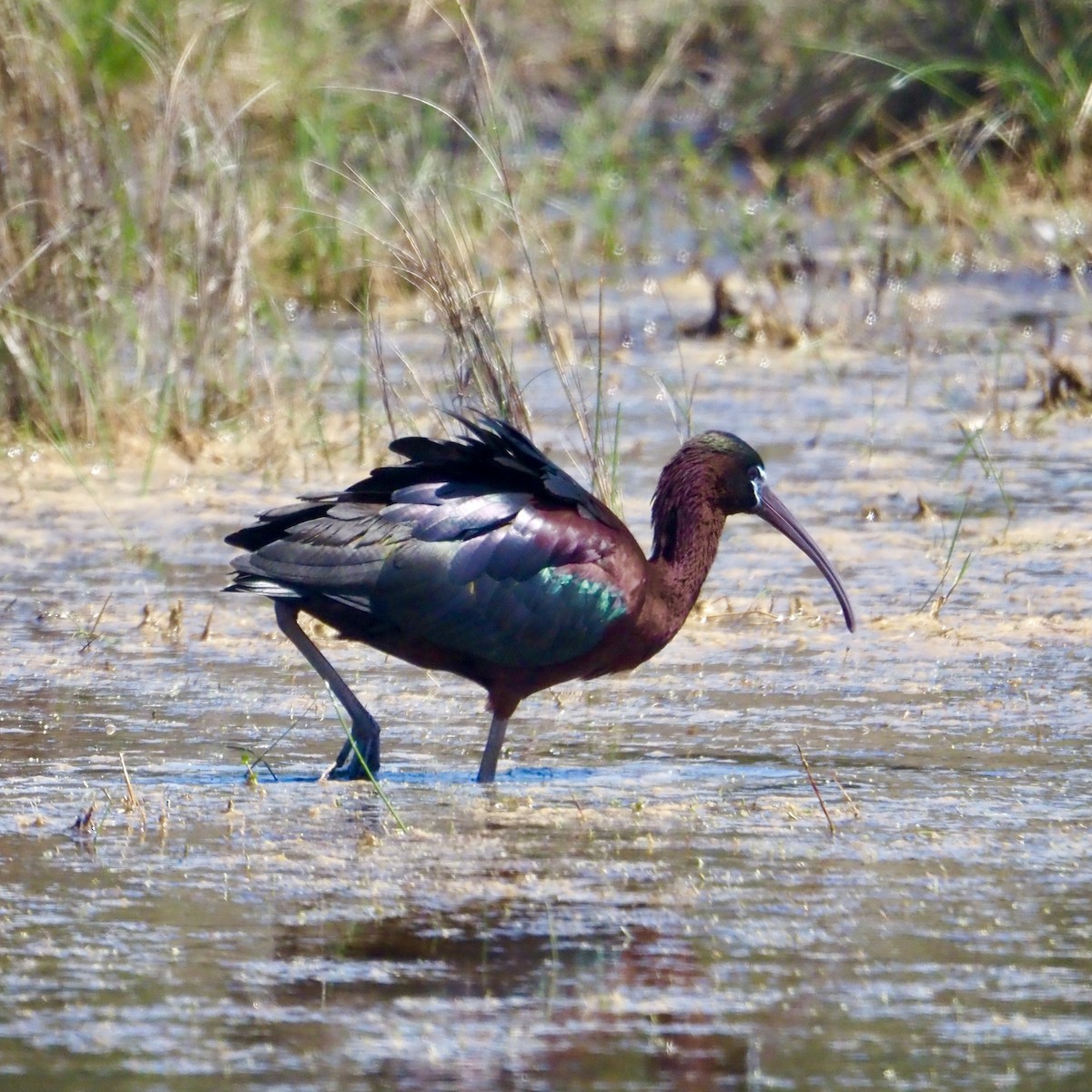 Glossy Ibis - Rob Mangum