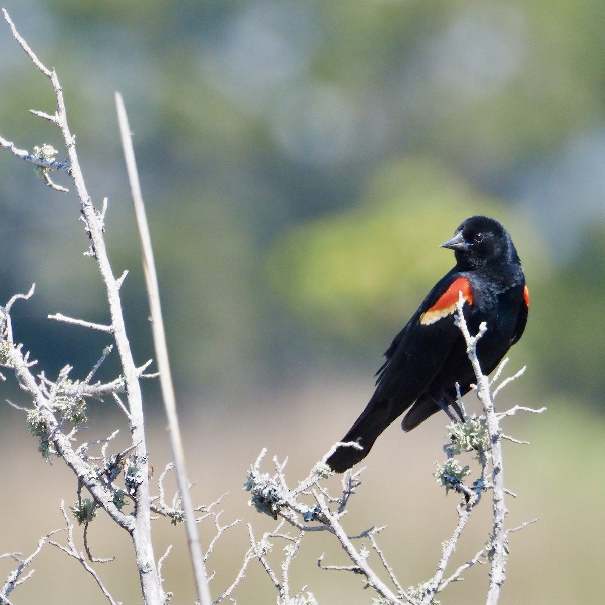 Red-winged Blackbird - Rob Mangum