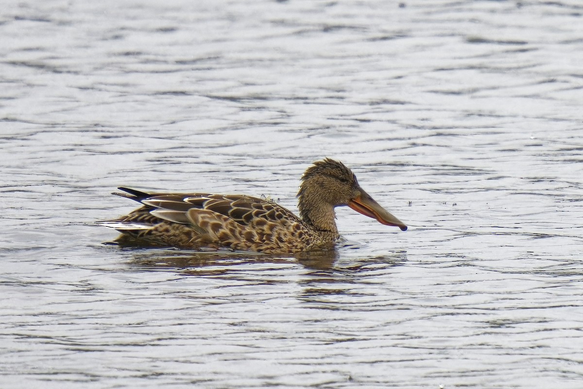 Canard souchet - ML610018456