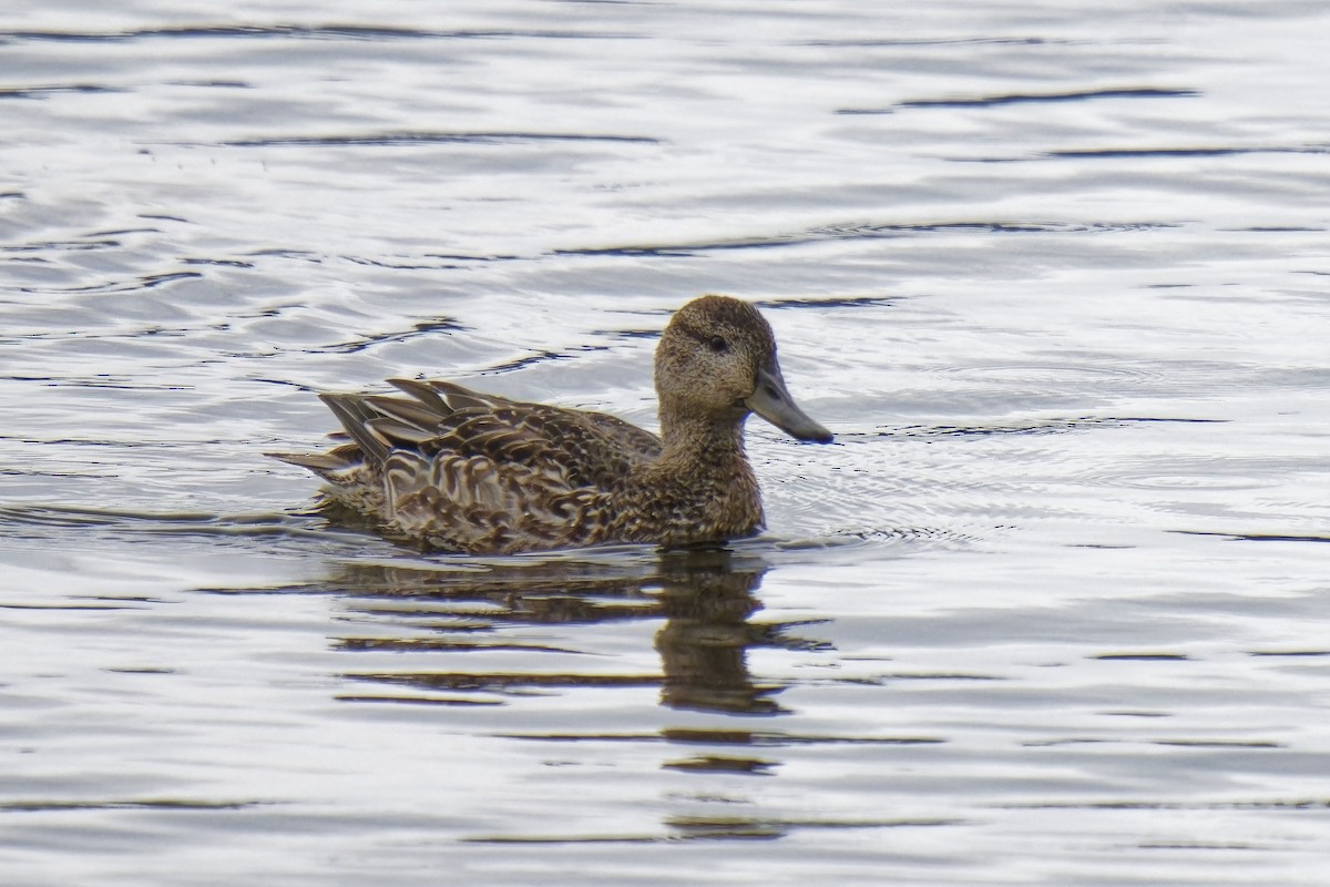 Green-winged Teal - ML610018464