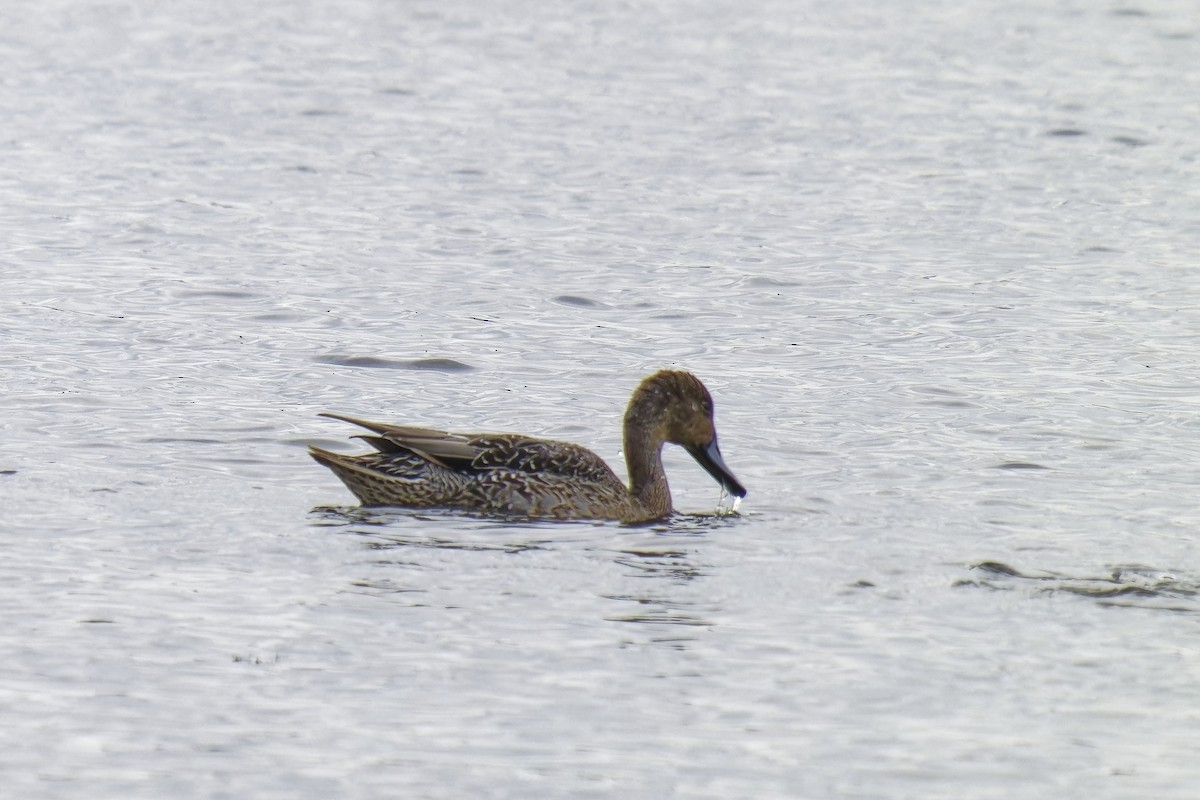 Northern Pintail - Holger Teichmann