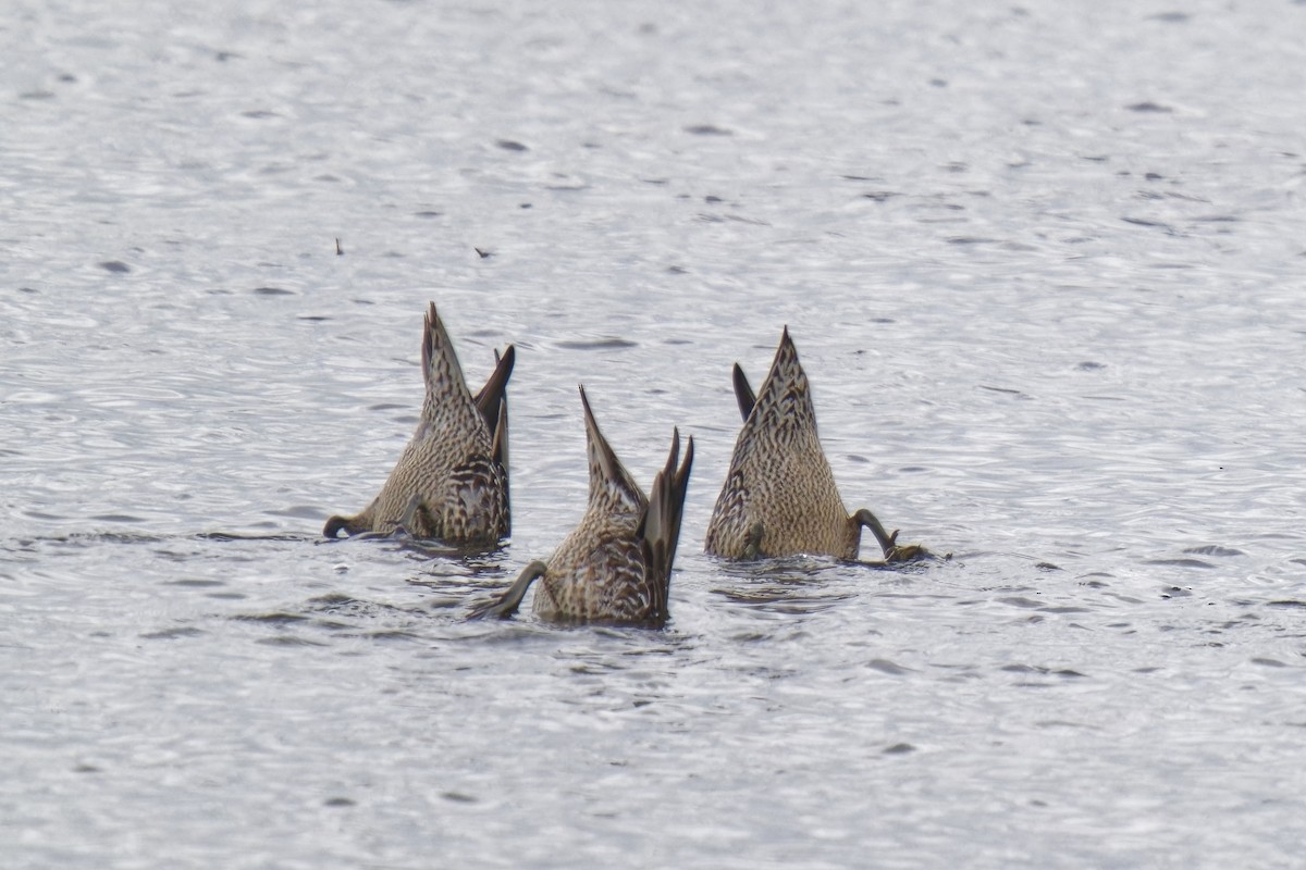 Northern Pintail - Holger Teichmann