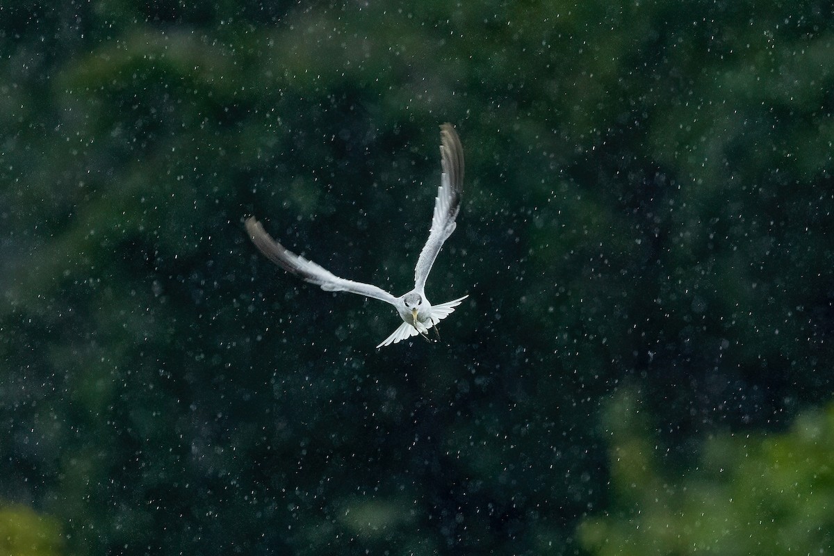 Yellow-billed Tern - ML610018500