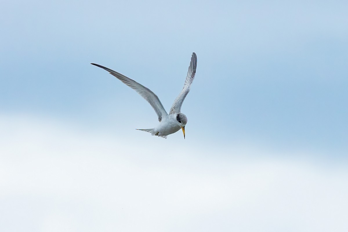 Yellow-billed Tern - ML610018504