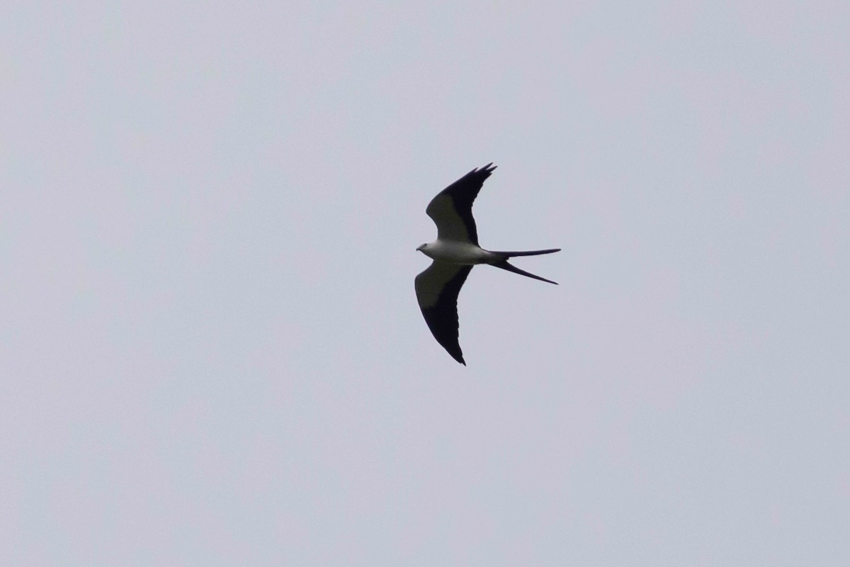 Swallow-tailed Kite - ML610018515