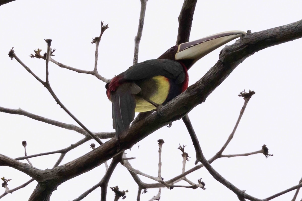 Ivory-billed Aracari - ML610018520