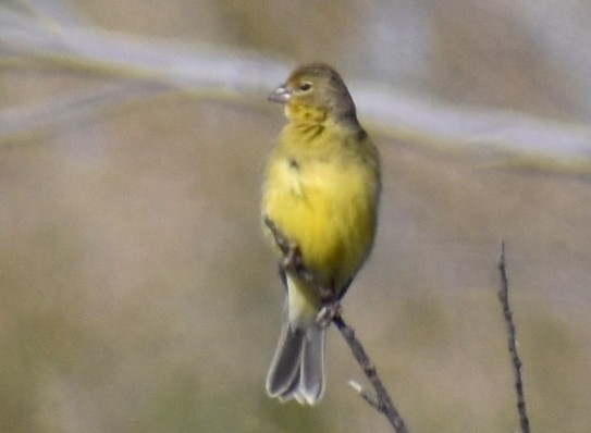 Grassland Yellow-Finch - ML610018617