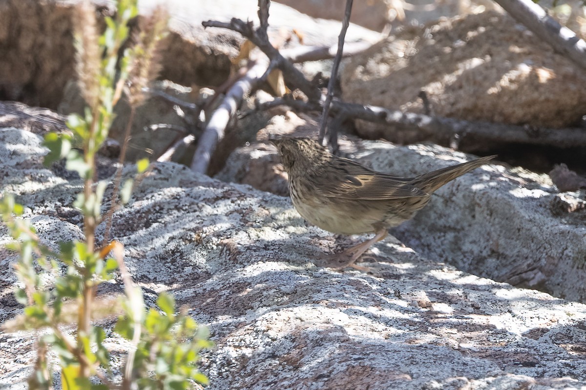 Lanceolated Warbler - ML610018619