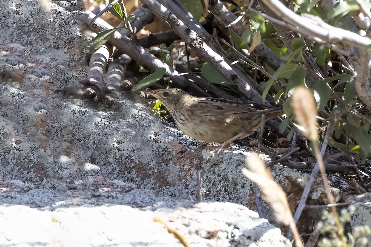 Lanceolated Warbler - ML610018620