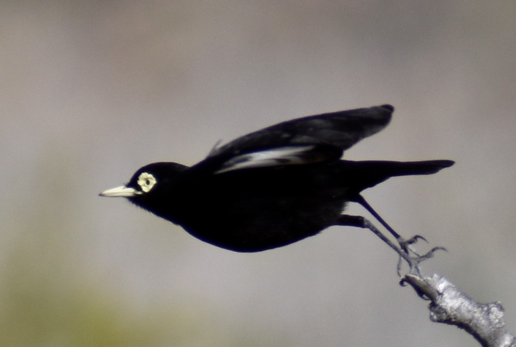 Spectacled Tyrant - ML610018626