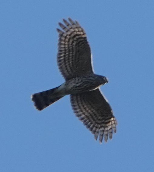 Sharp-shinned Hawk - ML610018659