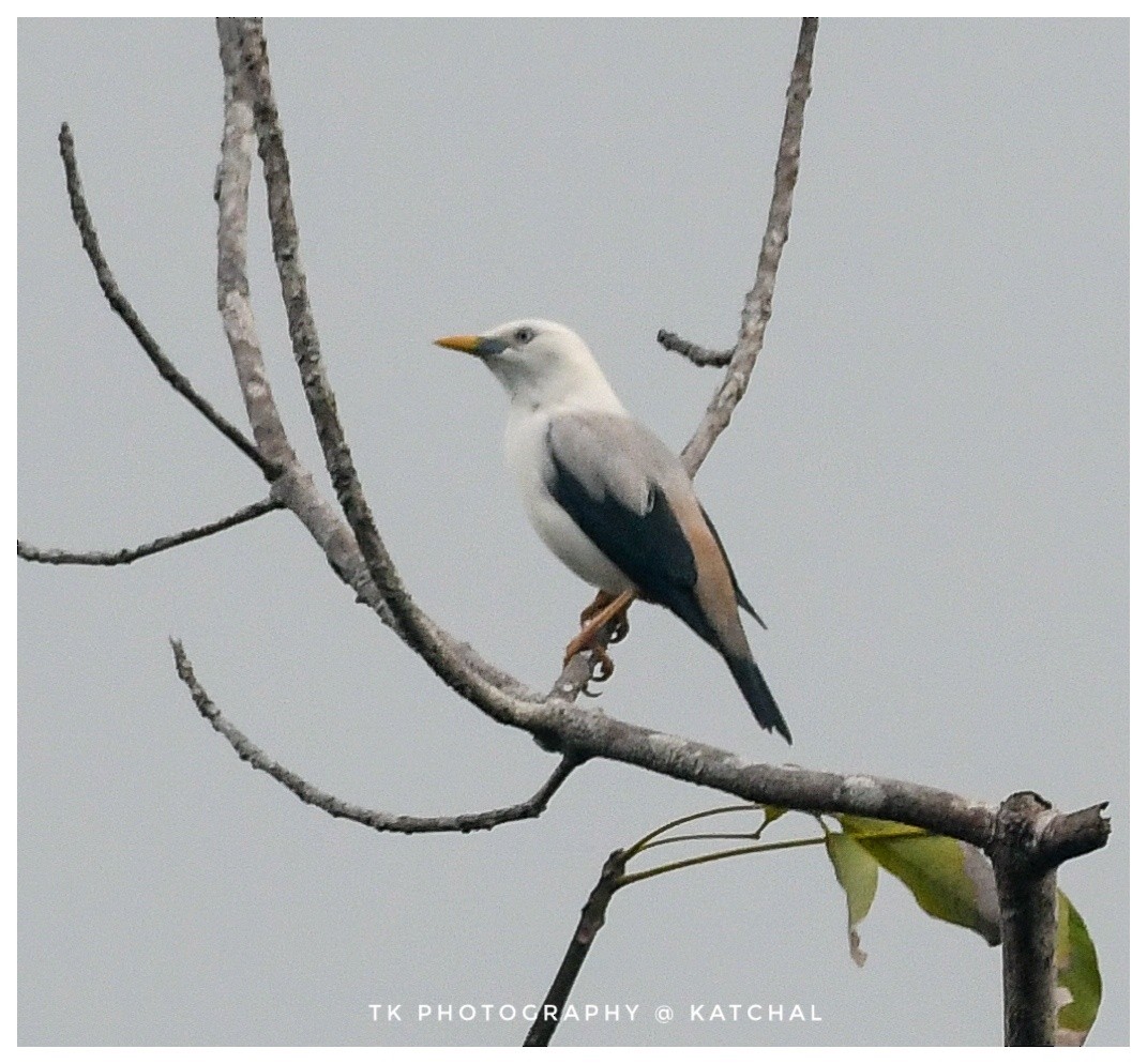 White-headed Starling - ML610018730
