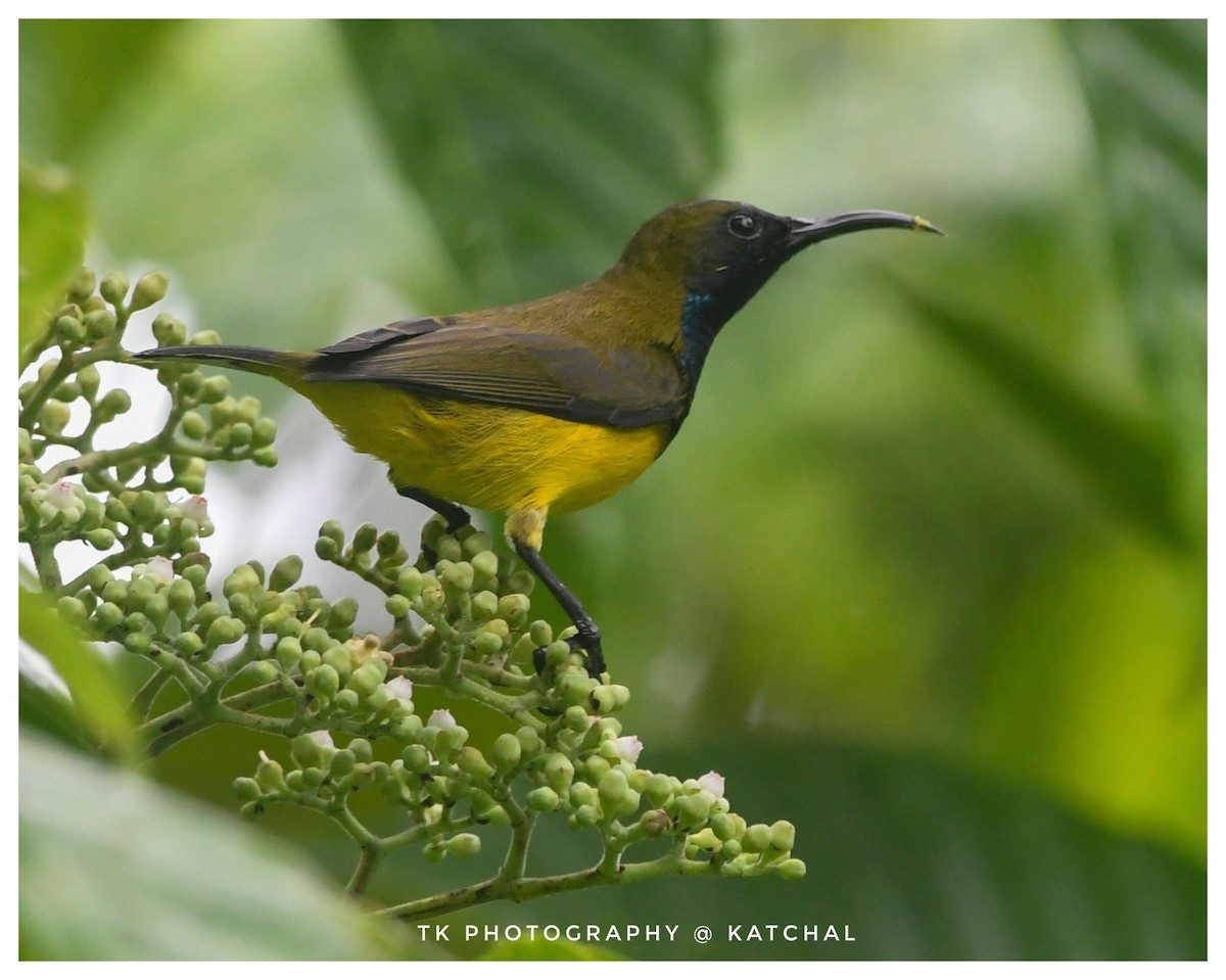 Ornate Sunbird - ML610018758