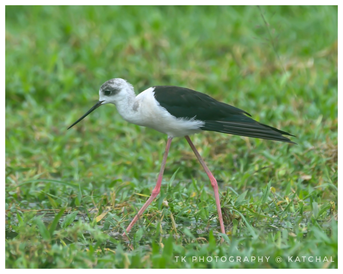 Black-winged Stilt - ML610018813