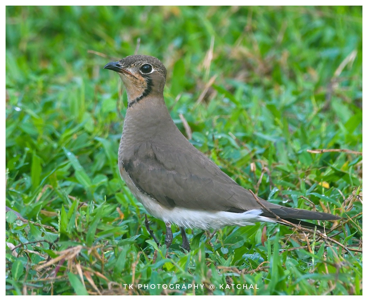 Oriental Pratincole - ML610018827