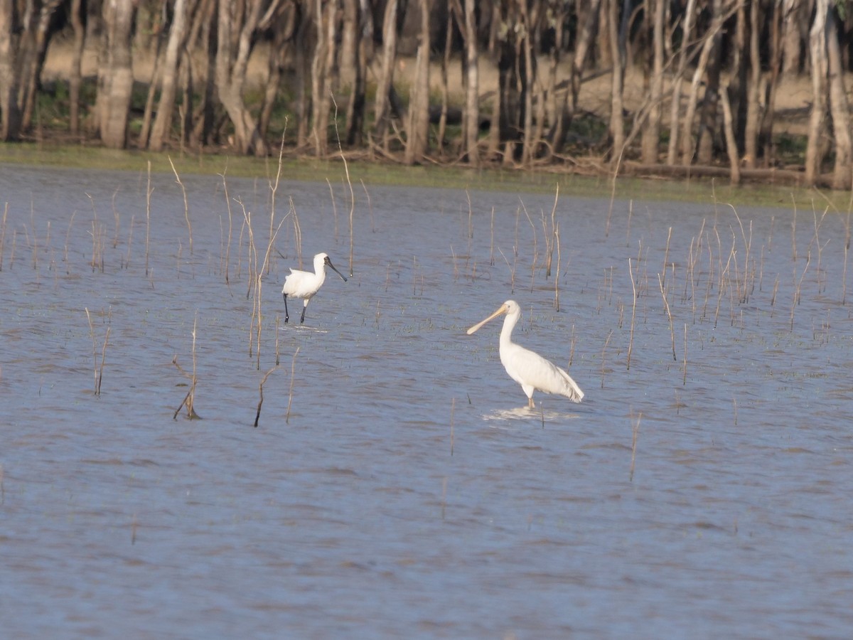 Yellow-billed Spoonbill - Frank Coman