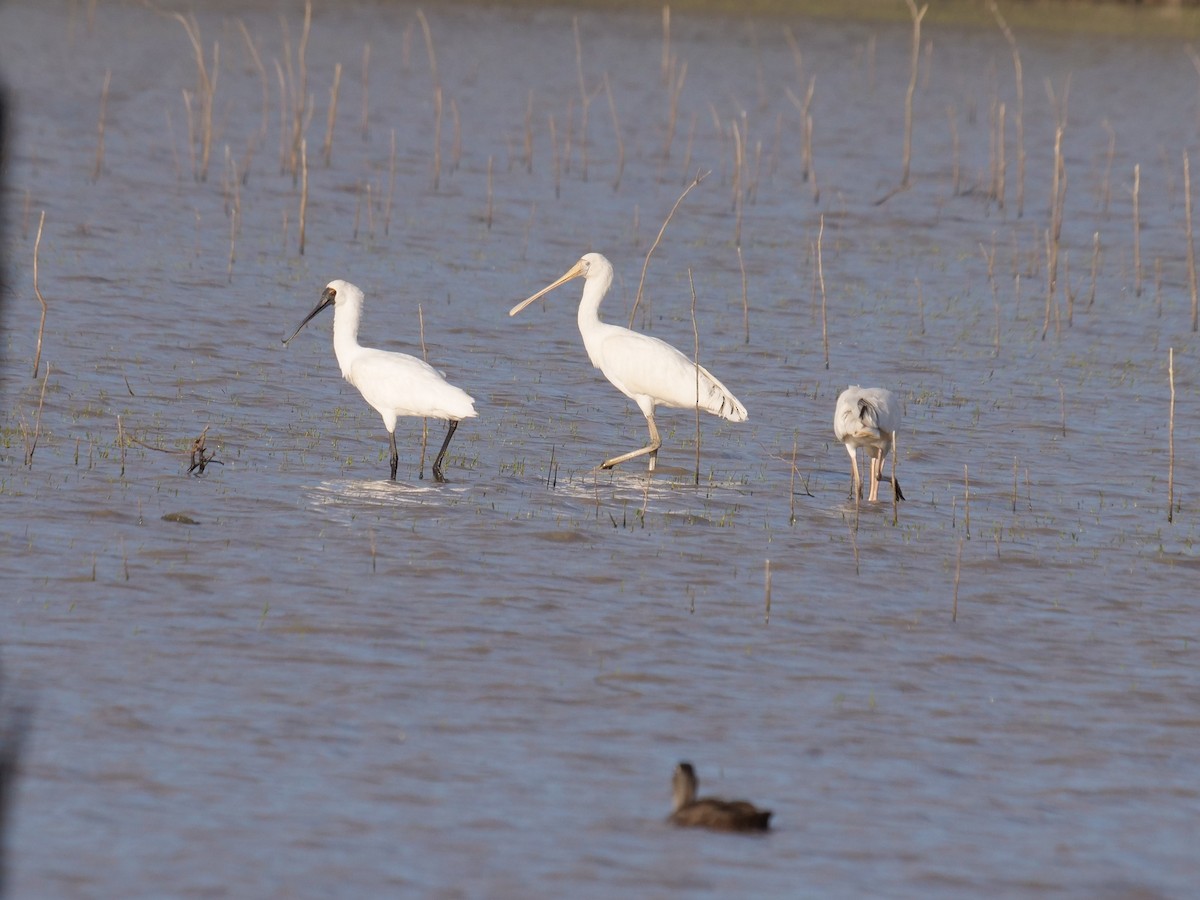 Yellow-billed Spoonbill - Frank Coman