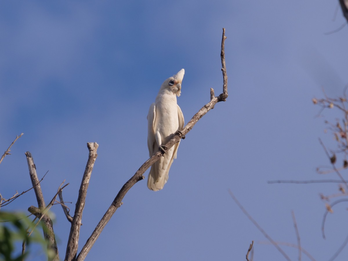 Little Corella - Frank Coman