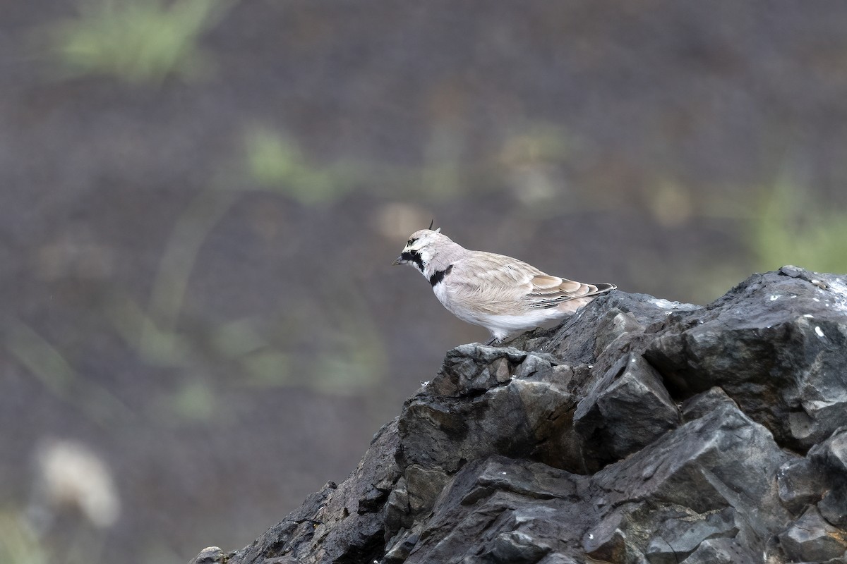 Horned Lark (Brandt's) - ML610018909