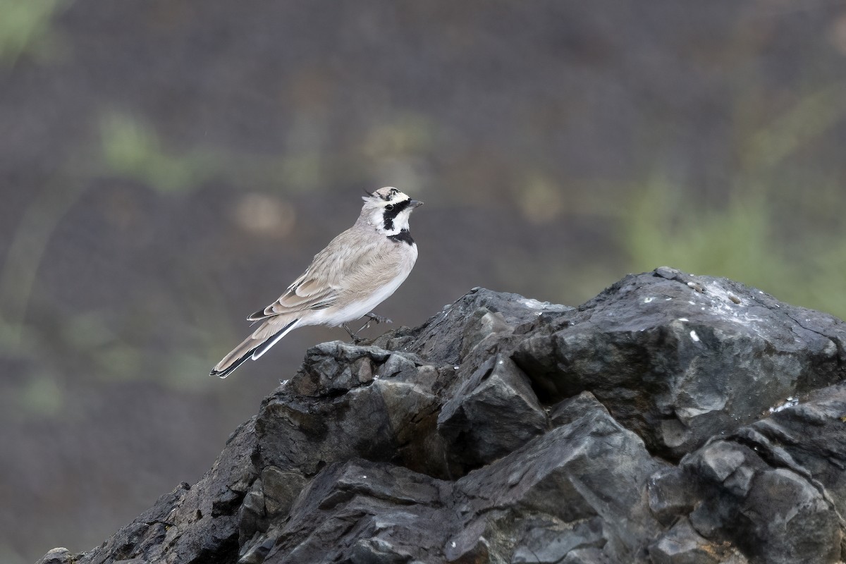 Horned Lark (Brandt's) - Delfin Gonzalez