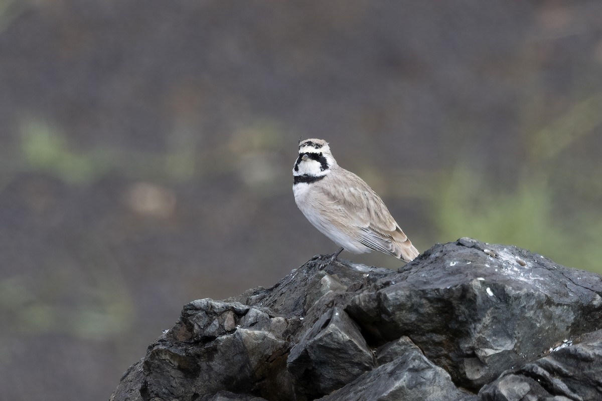 Horned Lark (Brandt's) - ML610018913