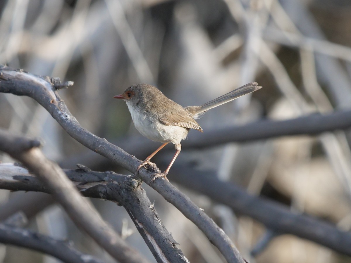 Superb Fairywren - Frank Coman