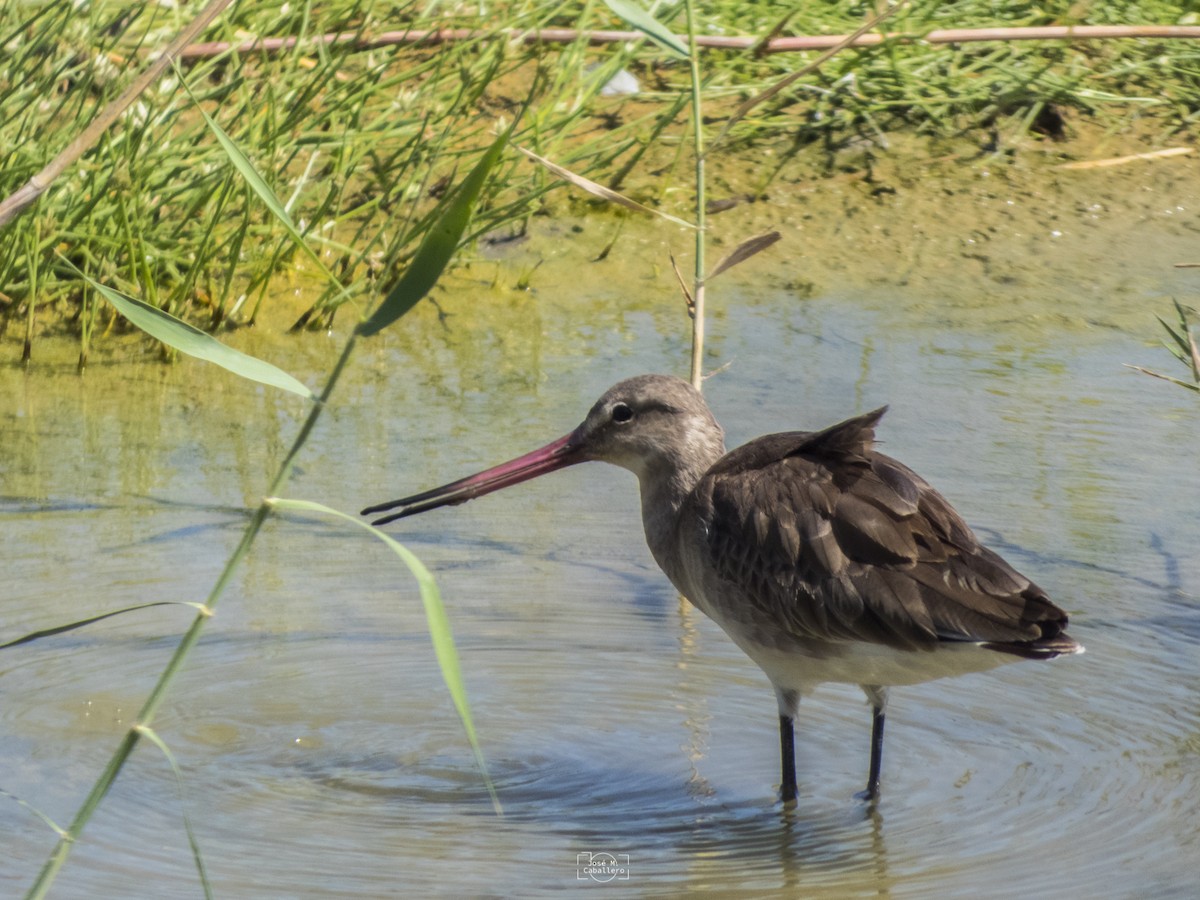 Black-tailed Godwit - ML610018930