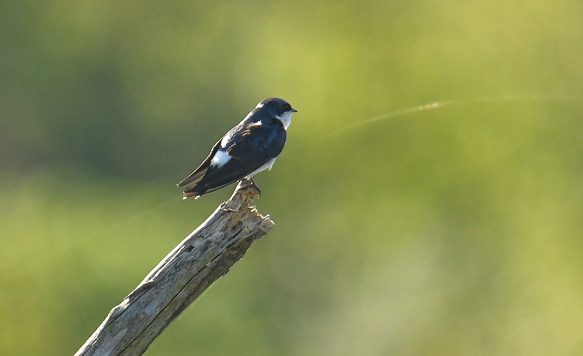 Chilean Swallow - ML610018965