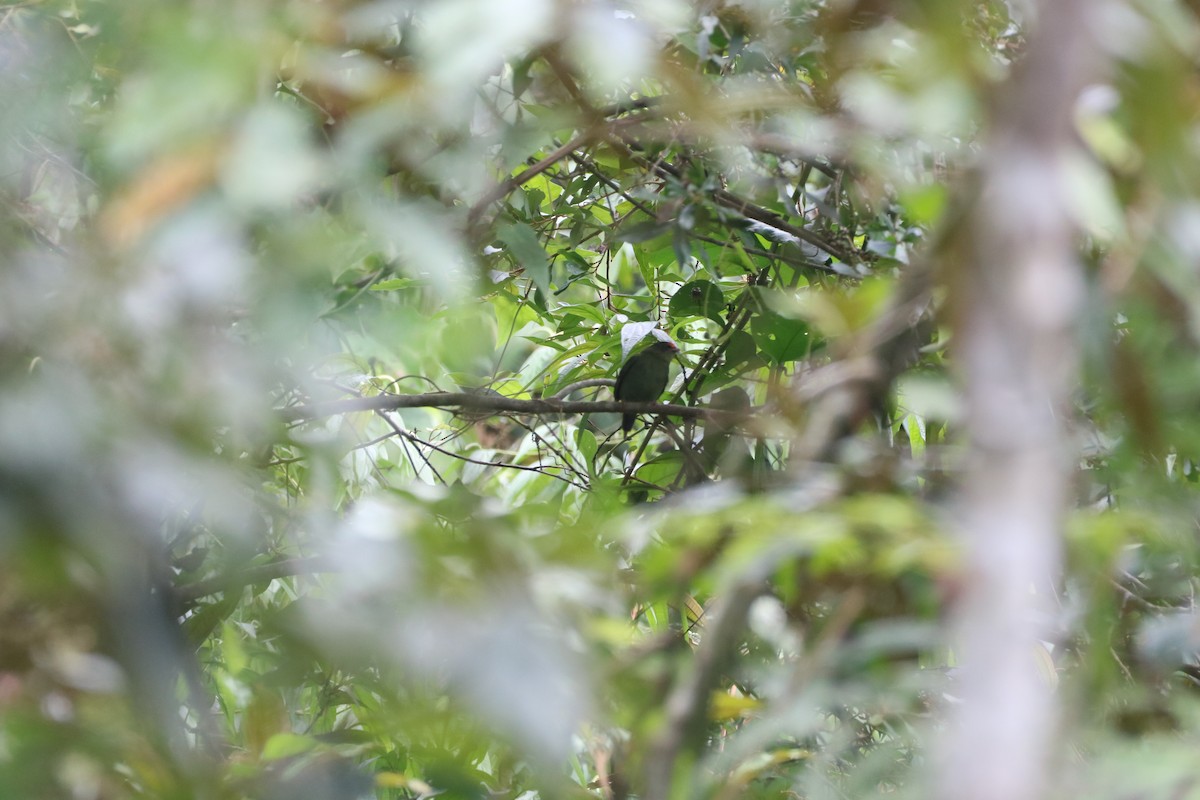 Swallow-tailed Manakin - ML610018976