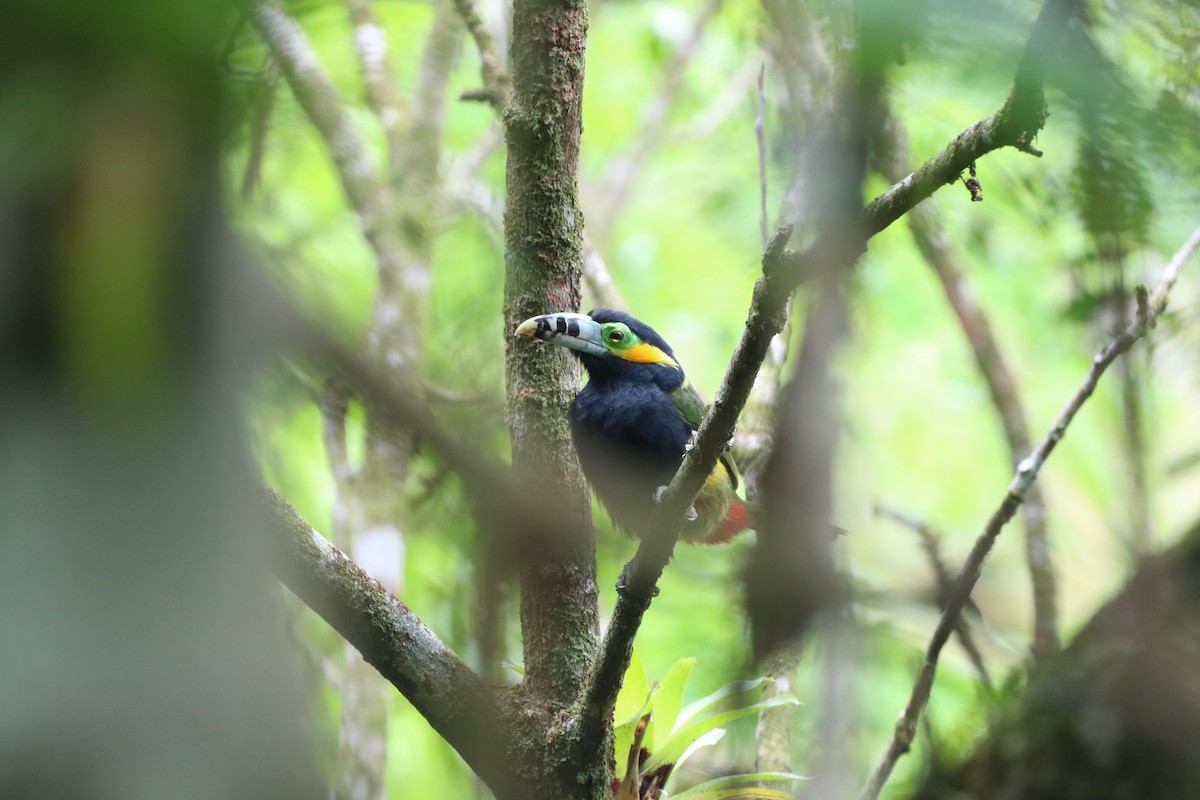 Spot-billed Toucanet - ML610018983