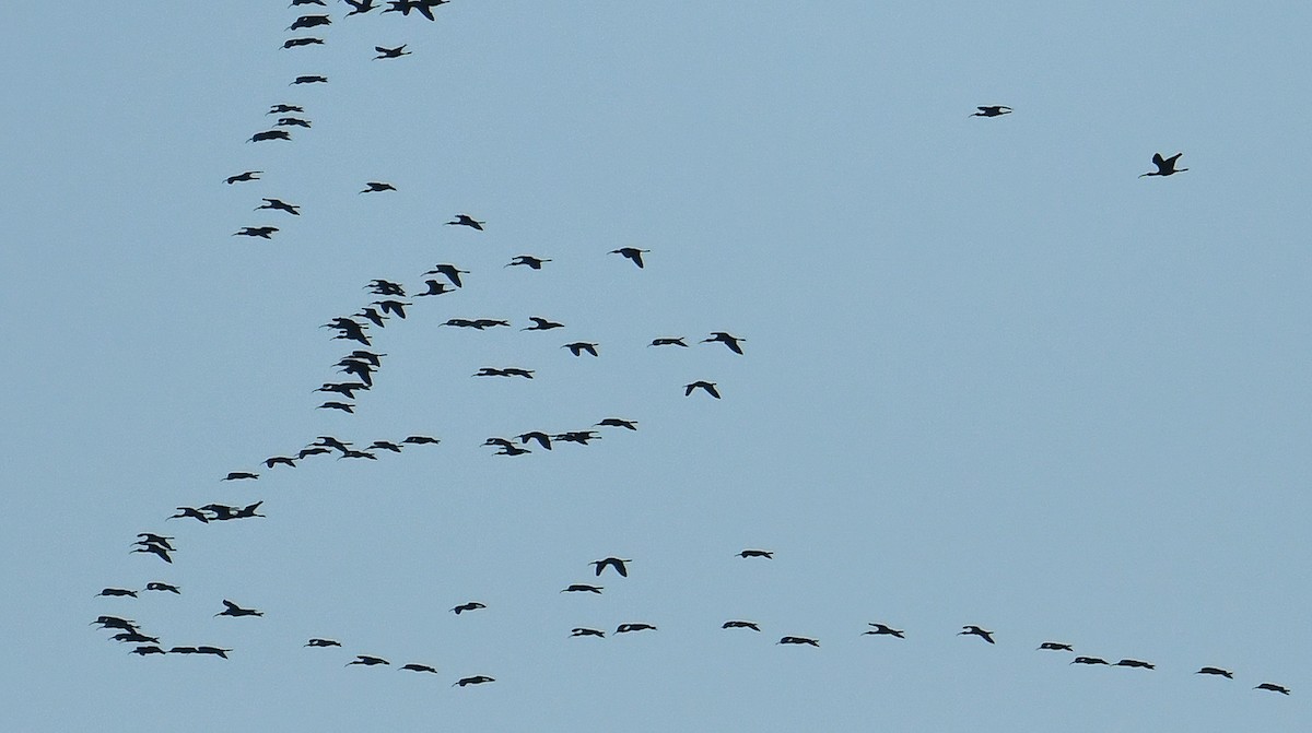 White-faced Ibis - ML610019012