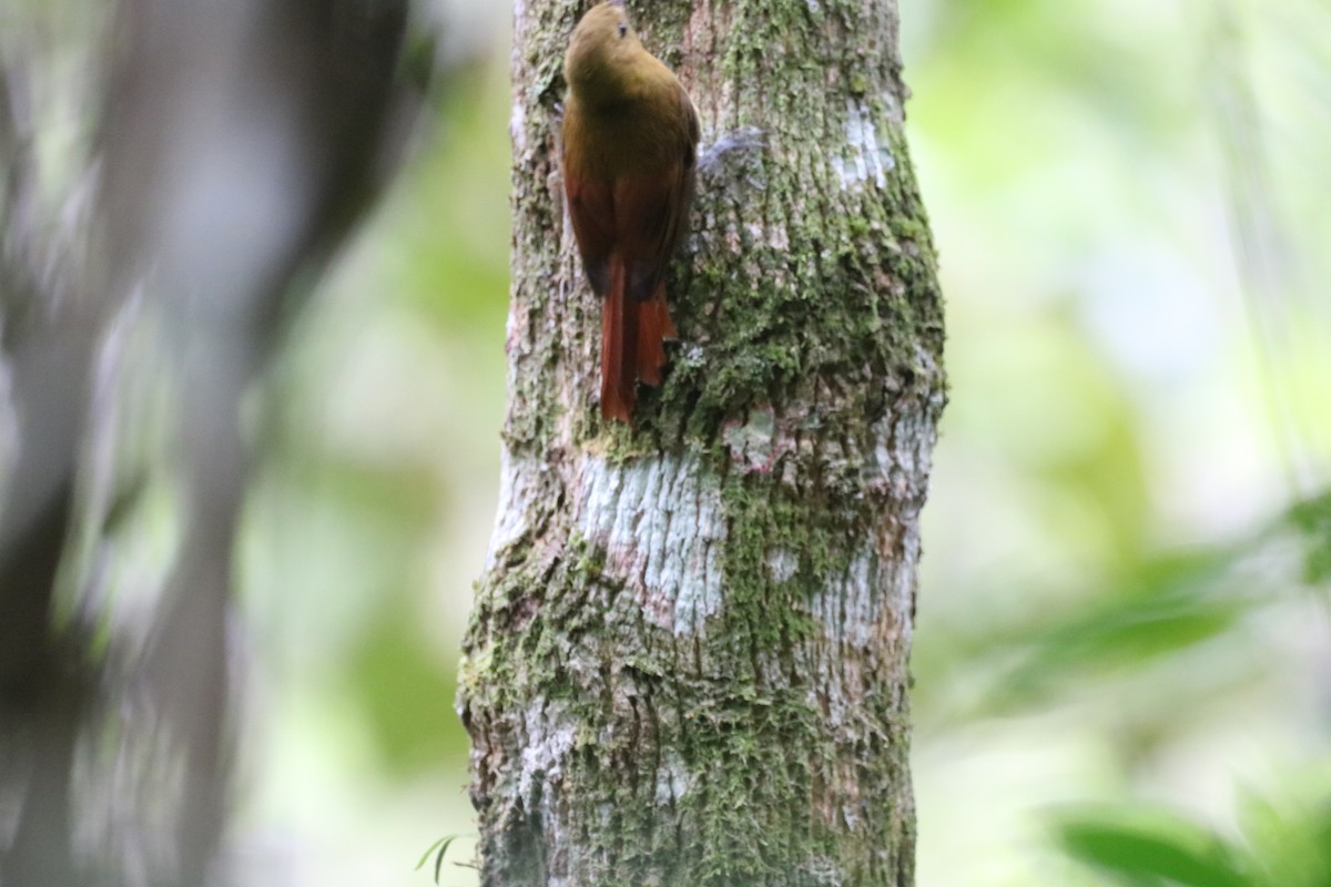 Olivaceous Woodcreeper - ML610019029