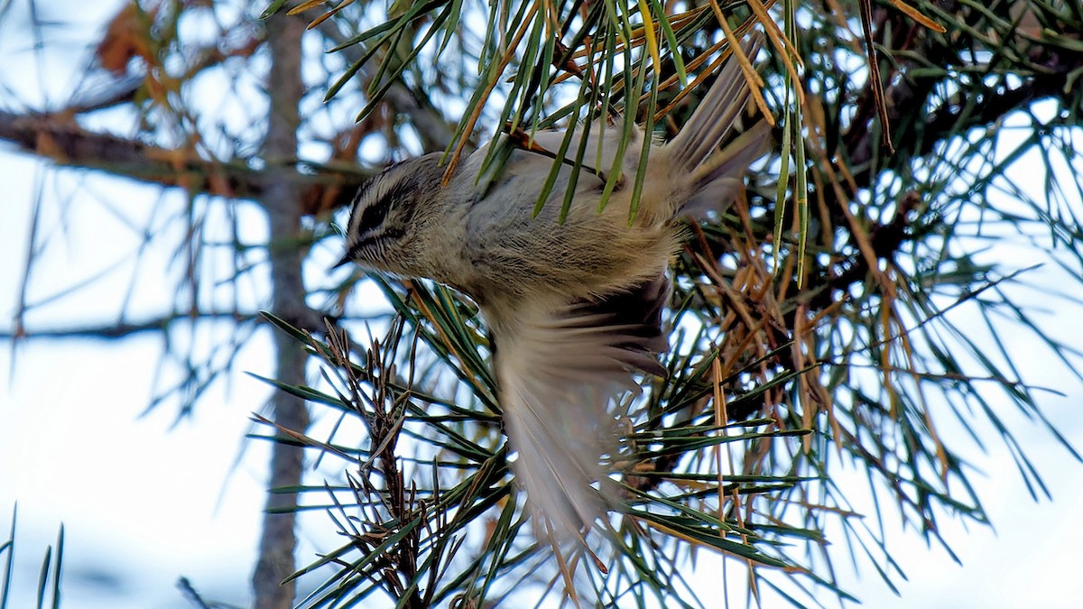 Golden-crowned Kinglet - ML610019034